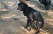 8 puppies thrashed to death by a woman in Bengaluru